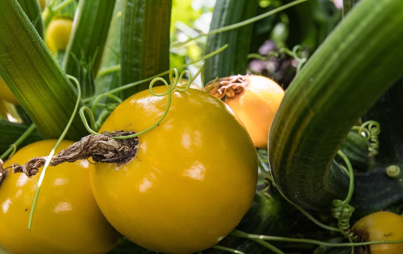 Zucchini